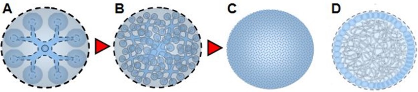 021 - Evolution of a 6D cell — Internal dynamics, superposition, and global coherence Evolution of a 6D cell: A) primary structure in expansion, B) internal cellular complexification, C) formation of an apparently homogeneous sphere, D) dense internal structure illustrating dynamics, superposition, and global field coherence.