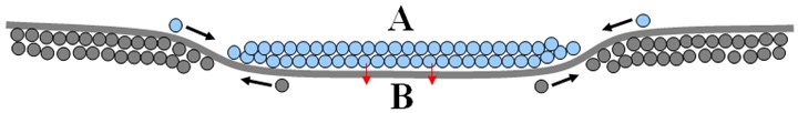 077 - Local gravity — Relaxation of the Φ flux and distribution of matter Diagram showing the transfer of spations from a central cosmic domain A toward a larger domain B; the curved shape illustrates the confinement effect exerted by B on A.